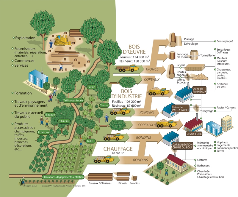 La structuration de la filière forêt-bois